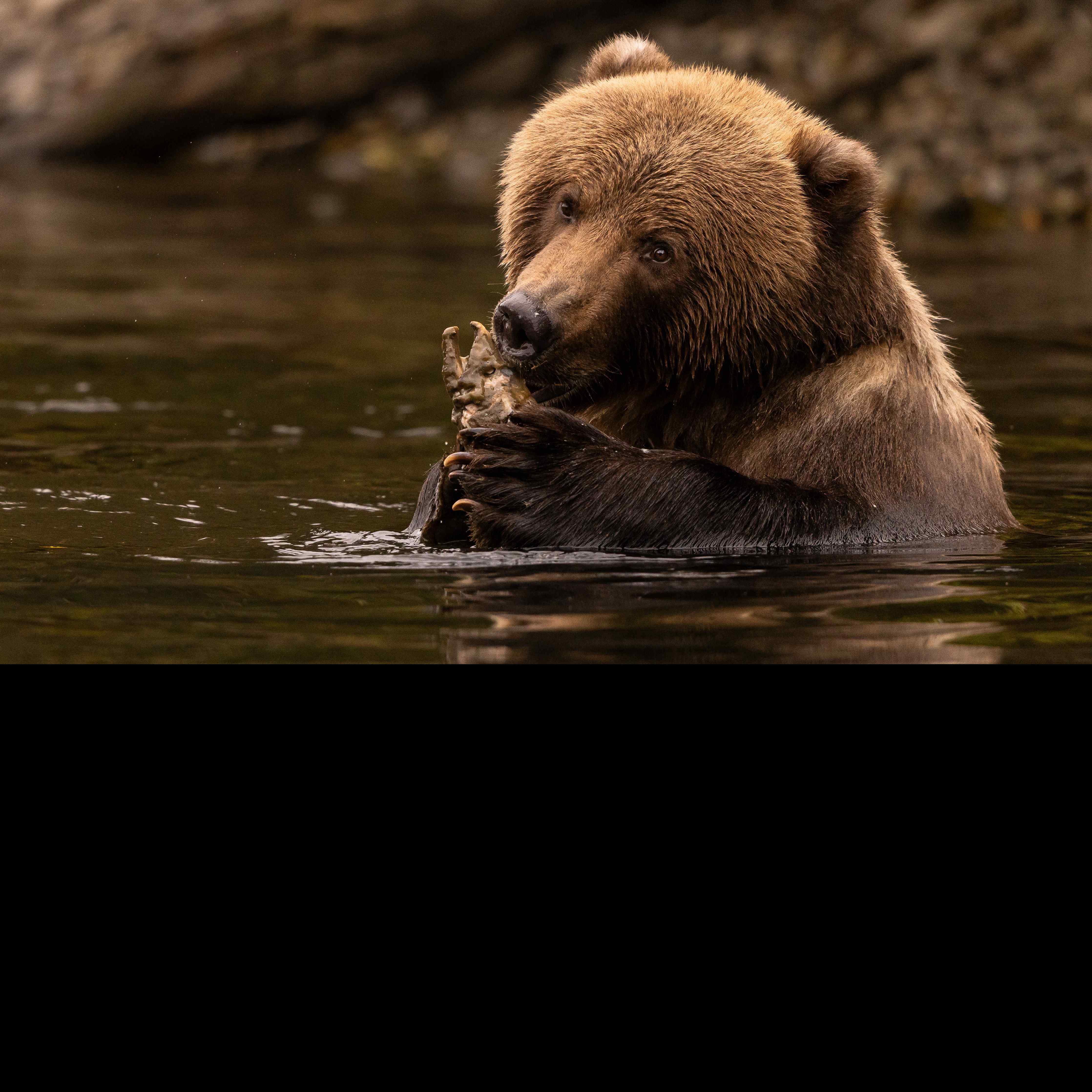 brown bear sits in a river while eating a decayed salmon © Lisa Hupp/USFWS