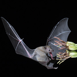Lesser Long-Nosed Bat feeding on agave © Sandra Rothenberg
