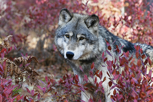 Gray Wolf Peeking out of fall leaves © John Pitcher/iStock