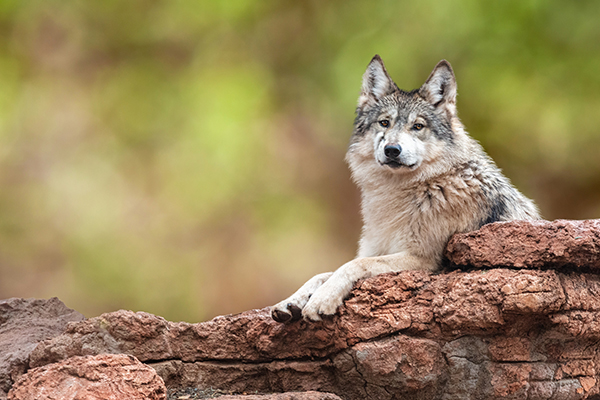 Mexican Gray Wolf on Rock - adogslifephoto/iStock Photo