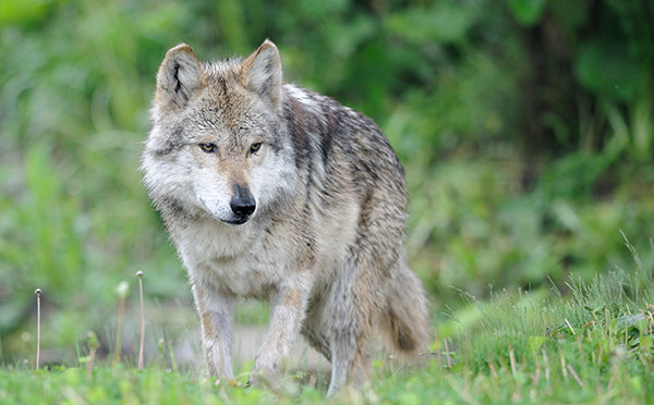 Mexican Gray Wolf (c) GNagel/iStock