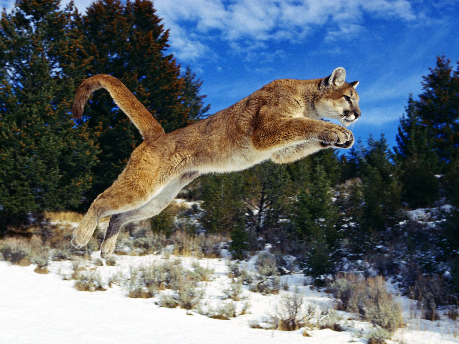 Mountain Lion jumping