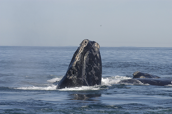 North Atlantic Right Whale surfacing © Moira Brown/wikiCommons