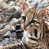 Ocelot (c) USFWS