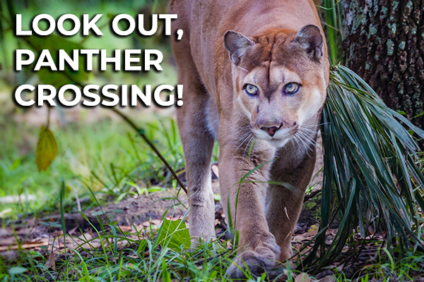 Florida Panther Walking © jocrebbin/iStockphoto