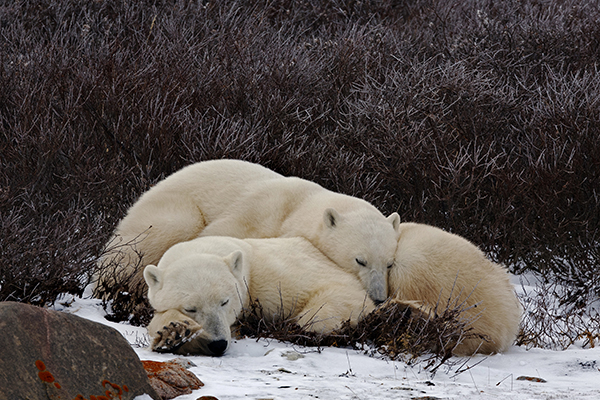 Polar Bear Nap - Holly Horner
