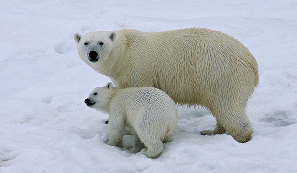 Polar Bears (c) Joan Cambray