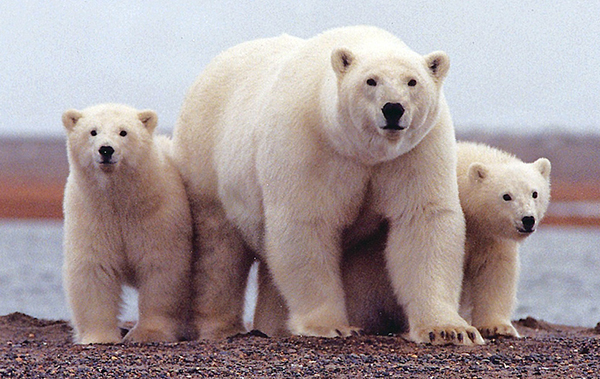 Polar Bears (c) Susanne Miller/USFWS