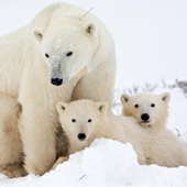 Polar Bears (c)Peter Norvig 