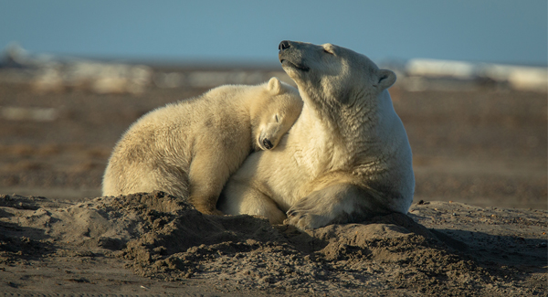 Polar Bears (c) Johanna Grasso