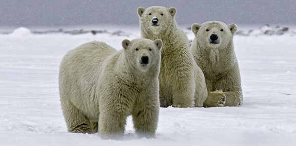 Three Curious Polar Bears © Ken Conger