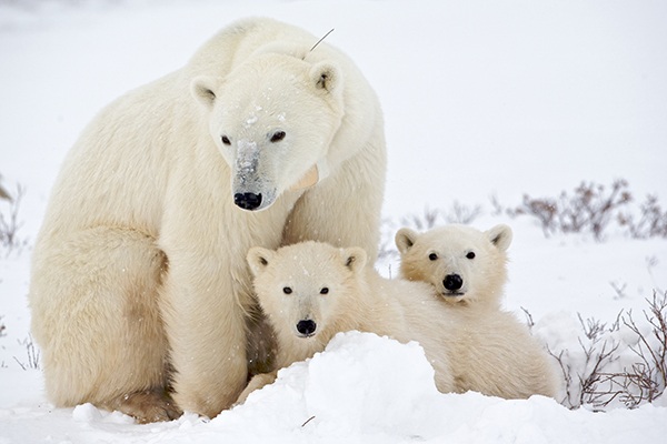 Polar Bear Cubs and Mom (c) Peter Norvig