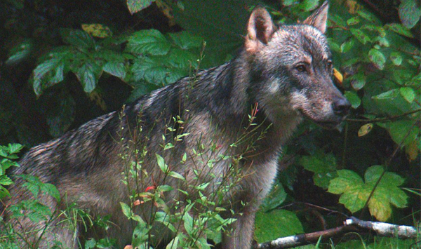 Rainforest Wolf in Tongass National Forest (c) Sam Catron