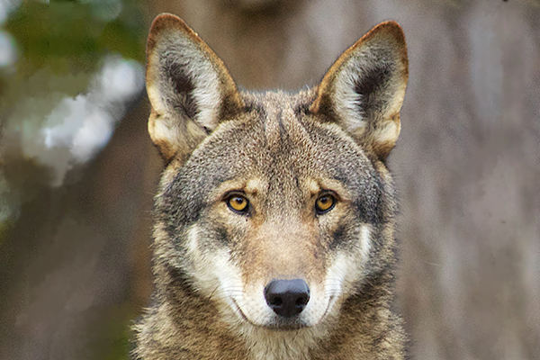 Portrait of red wolf © B. Bartel/USFWS
