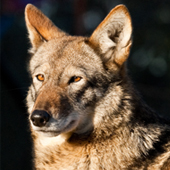 Red Wolf (c) Jeff Goulden/iStock