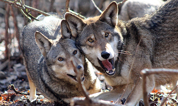Red Wolves Playing (c) Rebecca Bose/Wolf Conservation Center