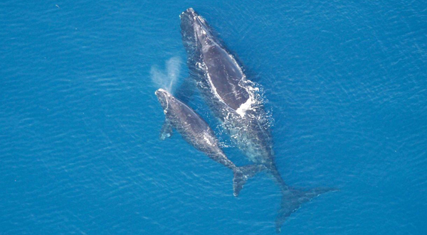 Right Whales (c) NOAA