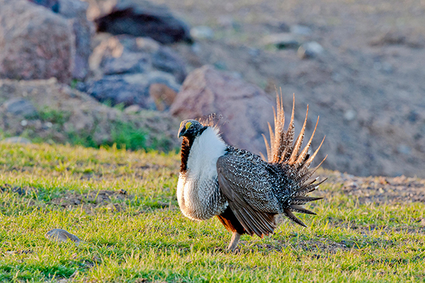 Sage Grouse in field © William Mullins/Alamy Stock Photo