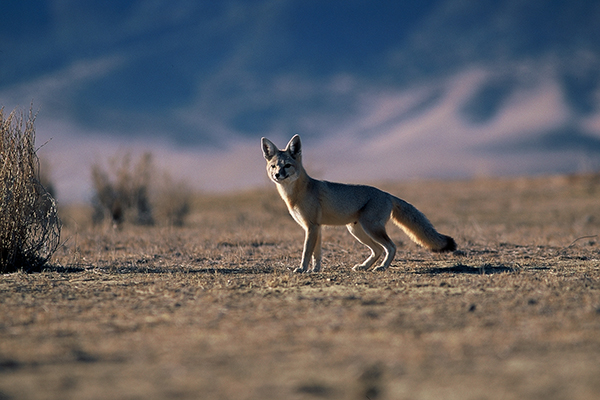 San Joaquin Kit Fox - Chuck Graham