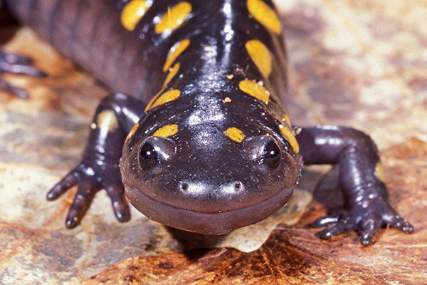 Smiling Spotted Salamander - Gerry Lemmo