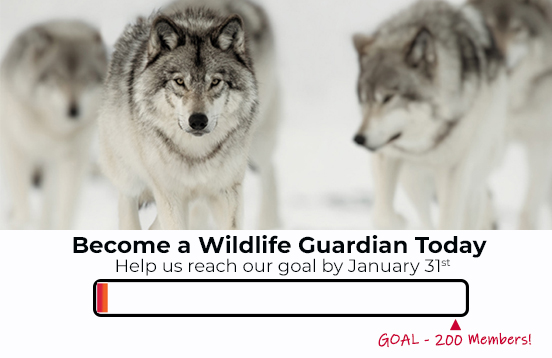 Become a Wildlife Guardian Today