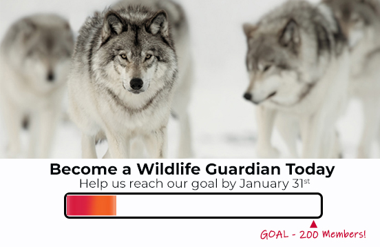 Become a Wildlife Guardian Today