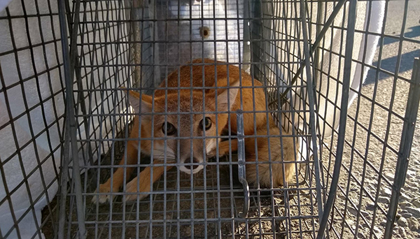 Swift Fox in Trap in WY (c) ChamoisAndersen, DOW Staff