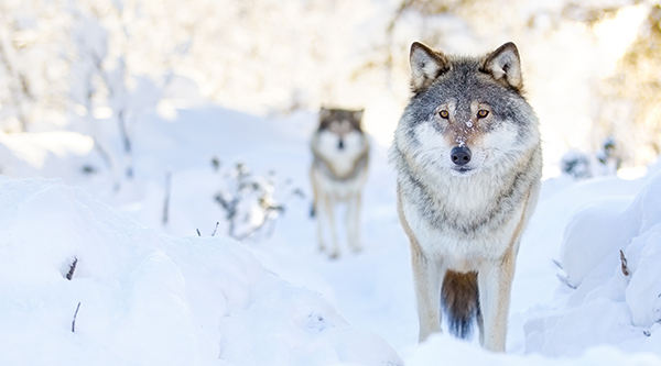 Two wolves in snow (c) kjekol/iStock