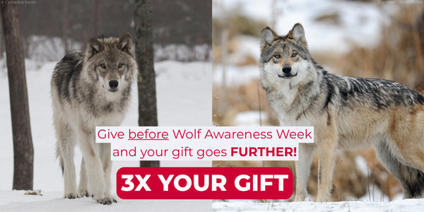 [Early Access] Help save wolves with triple the impact!