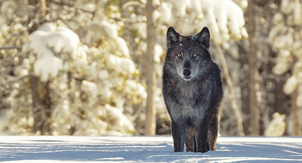  Wolf (c) NPS - Jacob W Frank