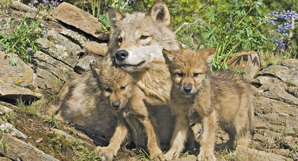 Gray Wolf Family (c) John Pitcher/iStock