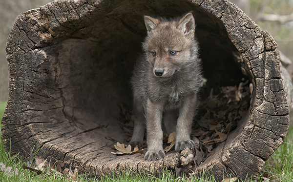 Wolf Pup in tree trunk (c) Lynn Bystrom/iStock