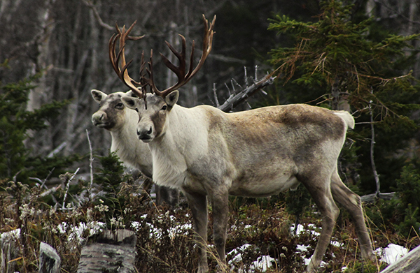 Woodland Caribou (c) Camellia Ibrahim