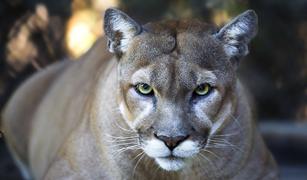 Florida Panther (c) DenGuy/iStock