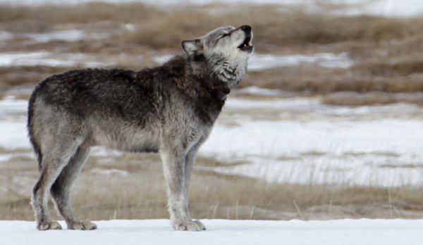 Alpha Male Wolf Howling © Jim Peaco/NPS