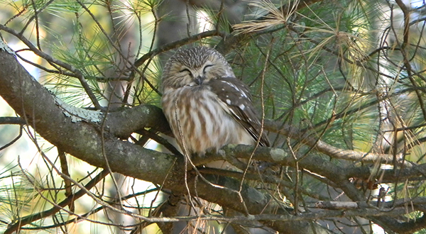 Northern Saw-whet Owl (c) Bri Rudinsky/USFWS