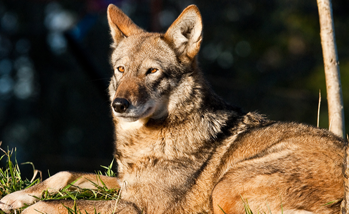 Red Wolf, (C) Jeff Goulden