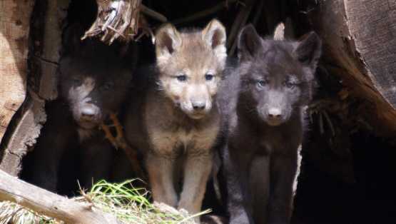 Oregon Wolf Pups from Wildlife Nation with Jeff Corwin