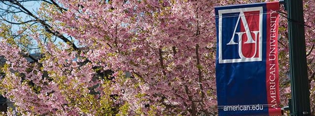 Pink cherry blossom tree with AU flag in front of it.