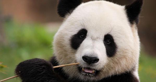 Panda chewing a bamboo stalk