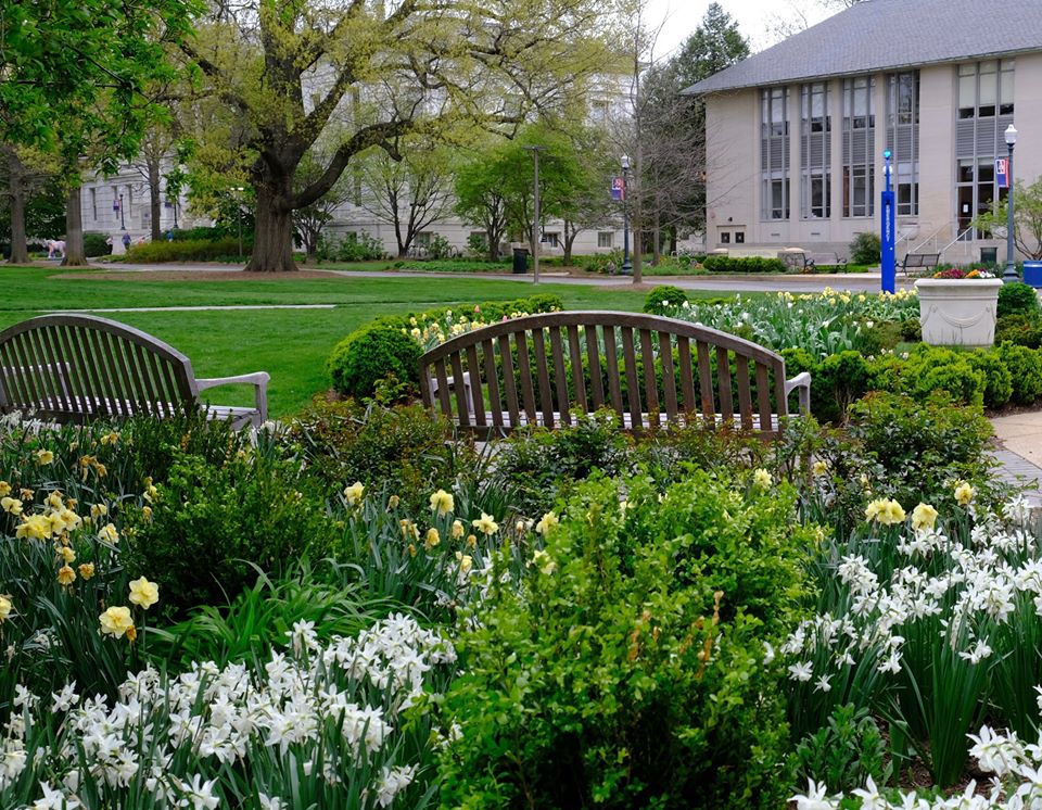 Two benches on the quad with yellow and white flowers surrounding them.