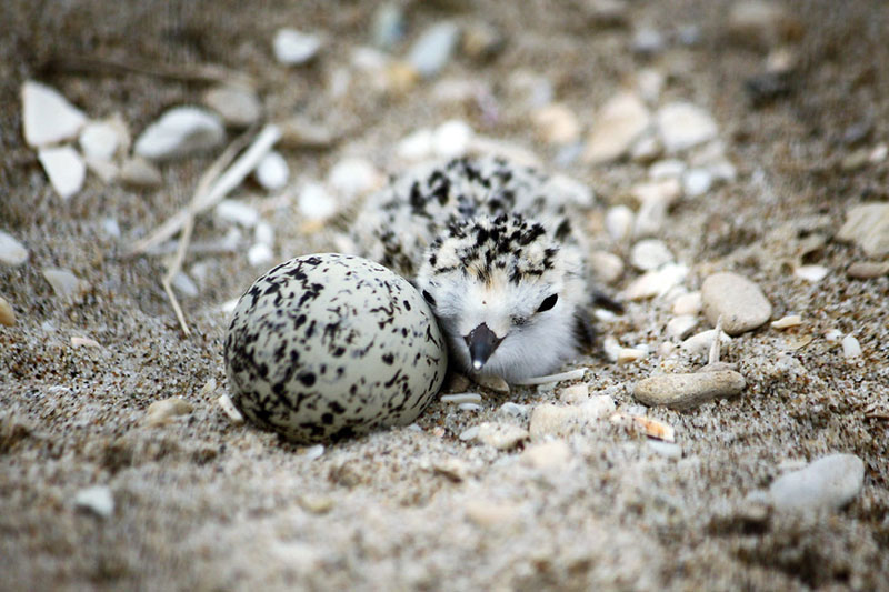 chick near an egg, shells