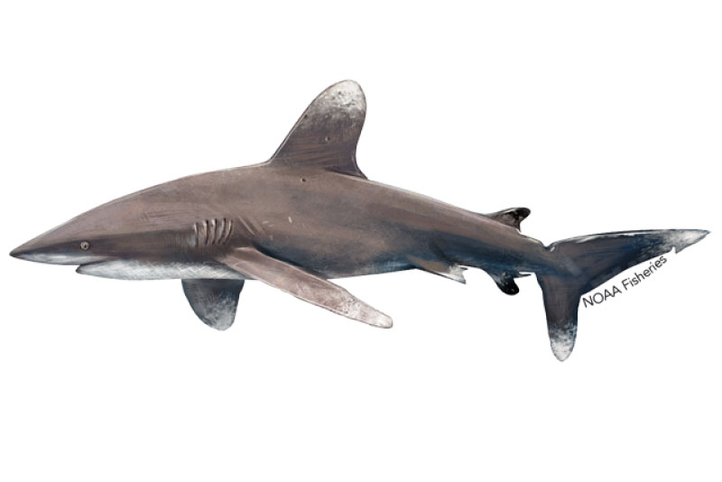 graphic depicting a shark