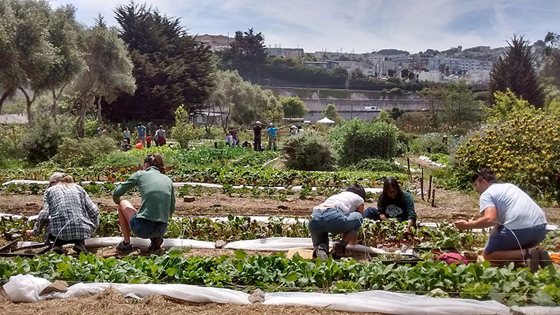 photo of people working on a farm, city view in background