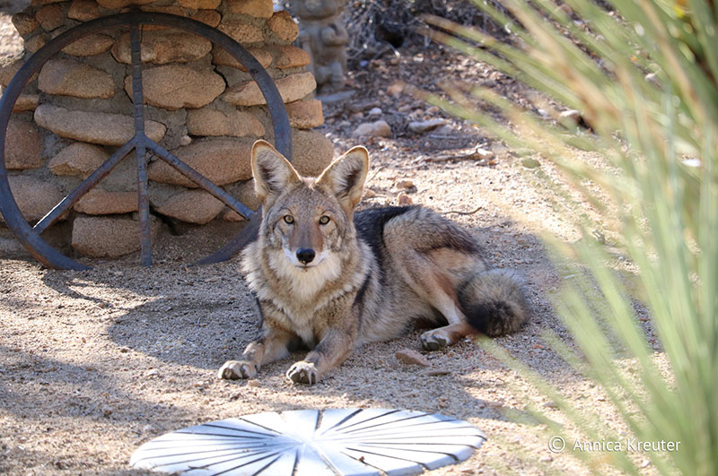 photo of a coyote resting near a peace-sign sculpture