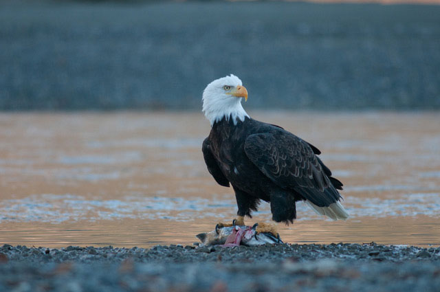 an eagle on a river beach