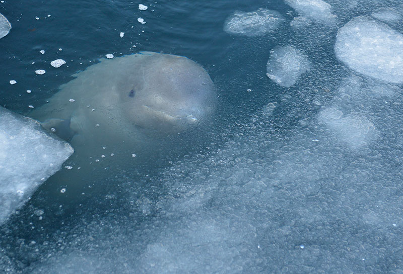photo of a beluga