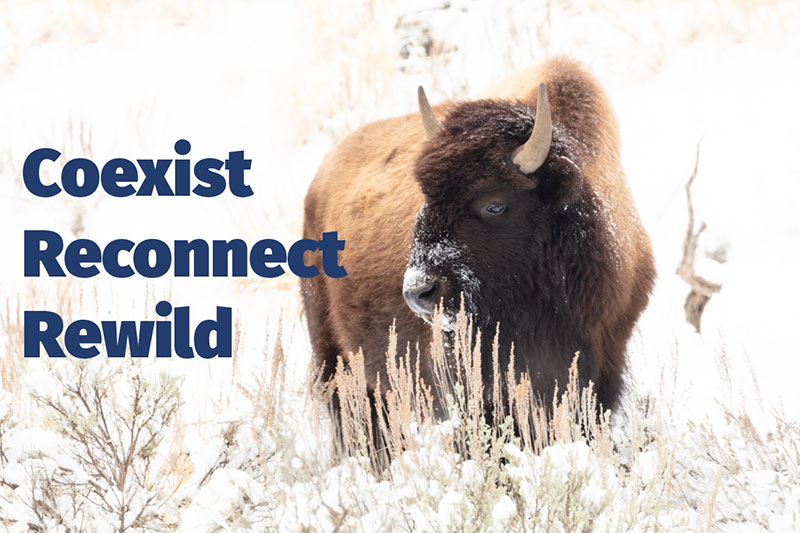 photo of a bison, words, coexist, reconnect, rewild