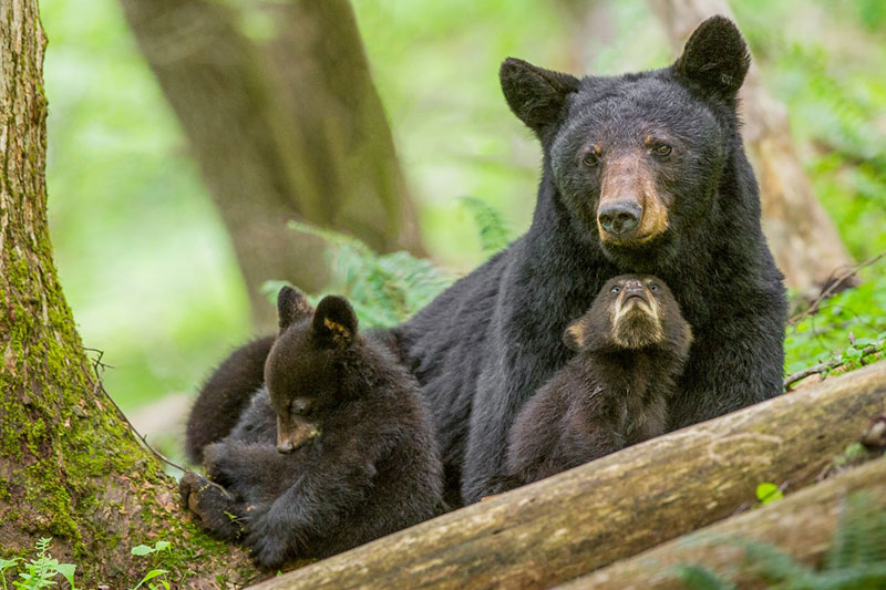 photo of black bears in a forest