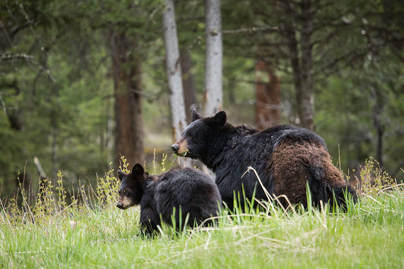 photo of black bears in a meadow